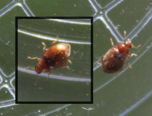 Rhyzobius sp.